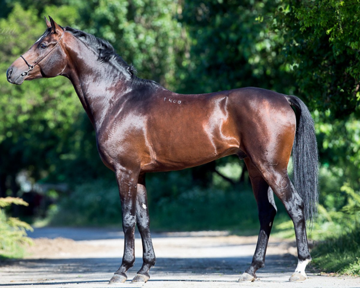 stallion Turin 2008 ox (Arabian purebred, 2008, from Nonius 2001 ox)