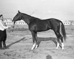 stallion Mak 1956 ox (Arabian purebred, 1956, from Korej 1939 ox)
