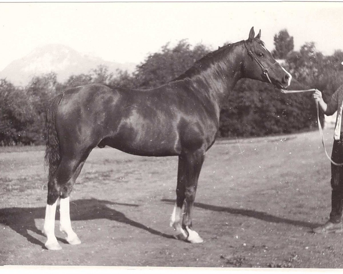 stallion Kumir 1973 ox (Arabian purebred, 1973, from Mak 1956 ox)