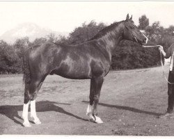 stallion Kumir 1973 ox (Arabian purebred, 1973, from Mak 1956 ox)