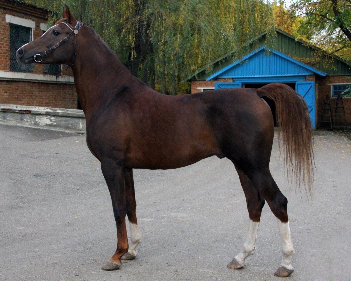 stallion Status 2000 ox (Arabian purebred, 2000, from Sarkazm 1979 ox)