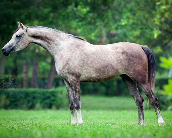 broodmare Nastroika 2008 ox (Arabian purebred, 2008, from Status 2000 ox) broodmare Nastroika 2008 ox (Arabian purebred, 2008, from Status 2000 ox)