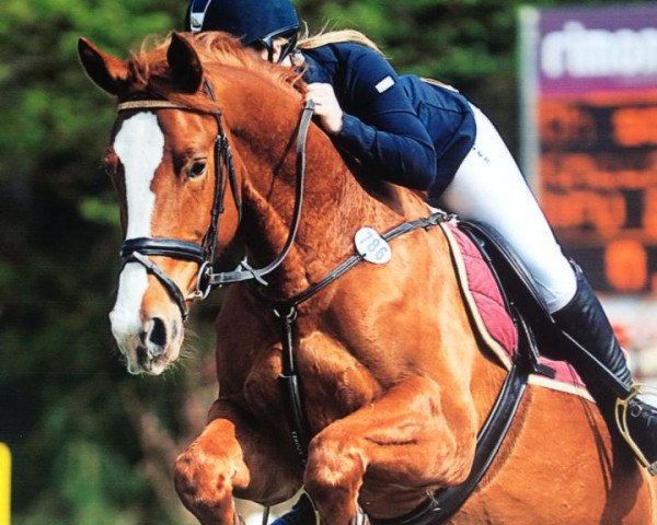 Zuchtstute Oh So Lucky (KWPN (Niederländisches Warmblut), 2008, von Ontario)