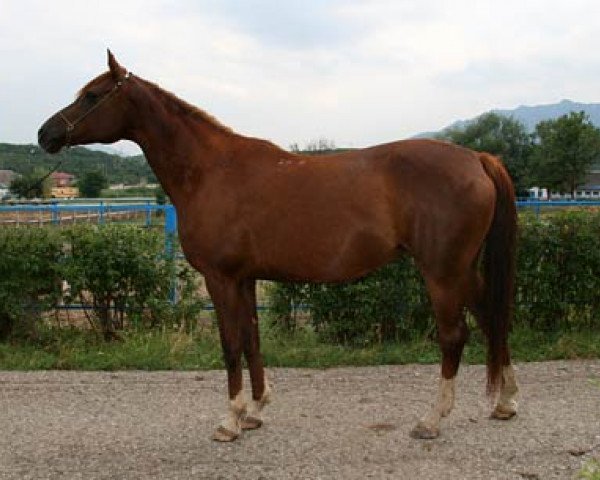 broodmare Nonna 2000 ox (Arabian purebred, 2000, from Nougatin 1994 ox)