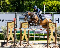 jumper Cullintra Royal (Irish Sport Horse, 2011, from Royal Concorde)