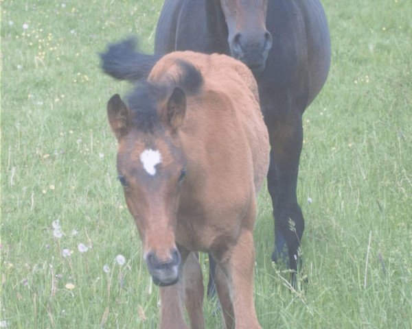 dressage horse Whesley 7 (Zweibrücken, 2003, from Wildfire)