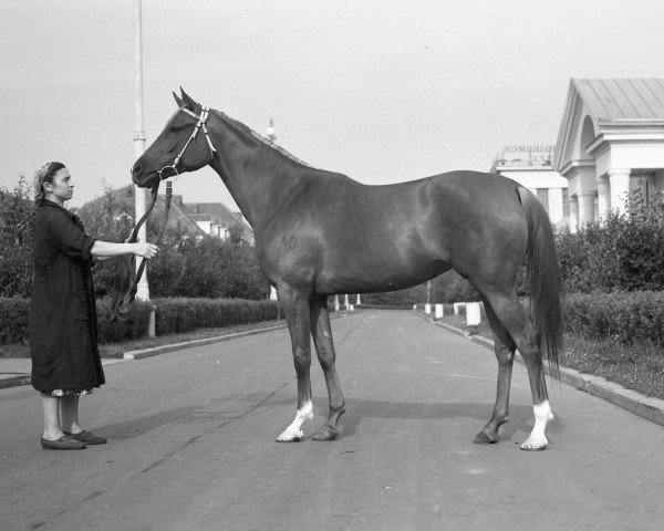 broodmare Plaksa 1952 ox (Arabian purebred, 1952, from Priboj 1944 ox)