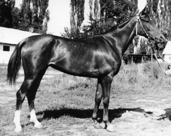 broodmare Prikhot 1967 ox (Arabian purebred, 1967, from Sport 1957 ox)