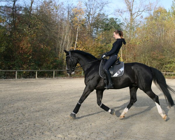 jumper Gelato (Hanoverian, 2011, from Graf Top)