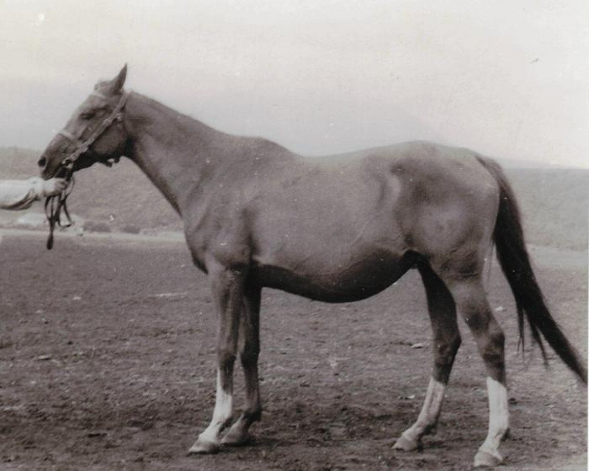 broodmare Progressia 1948 ox (Arabian purebred, 1948, from Patent 1943 ox)