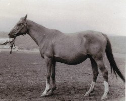 broodmare Progressia 1948 ox (Arabian purebred, 1948, from Patent 1943 ox)