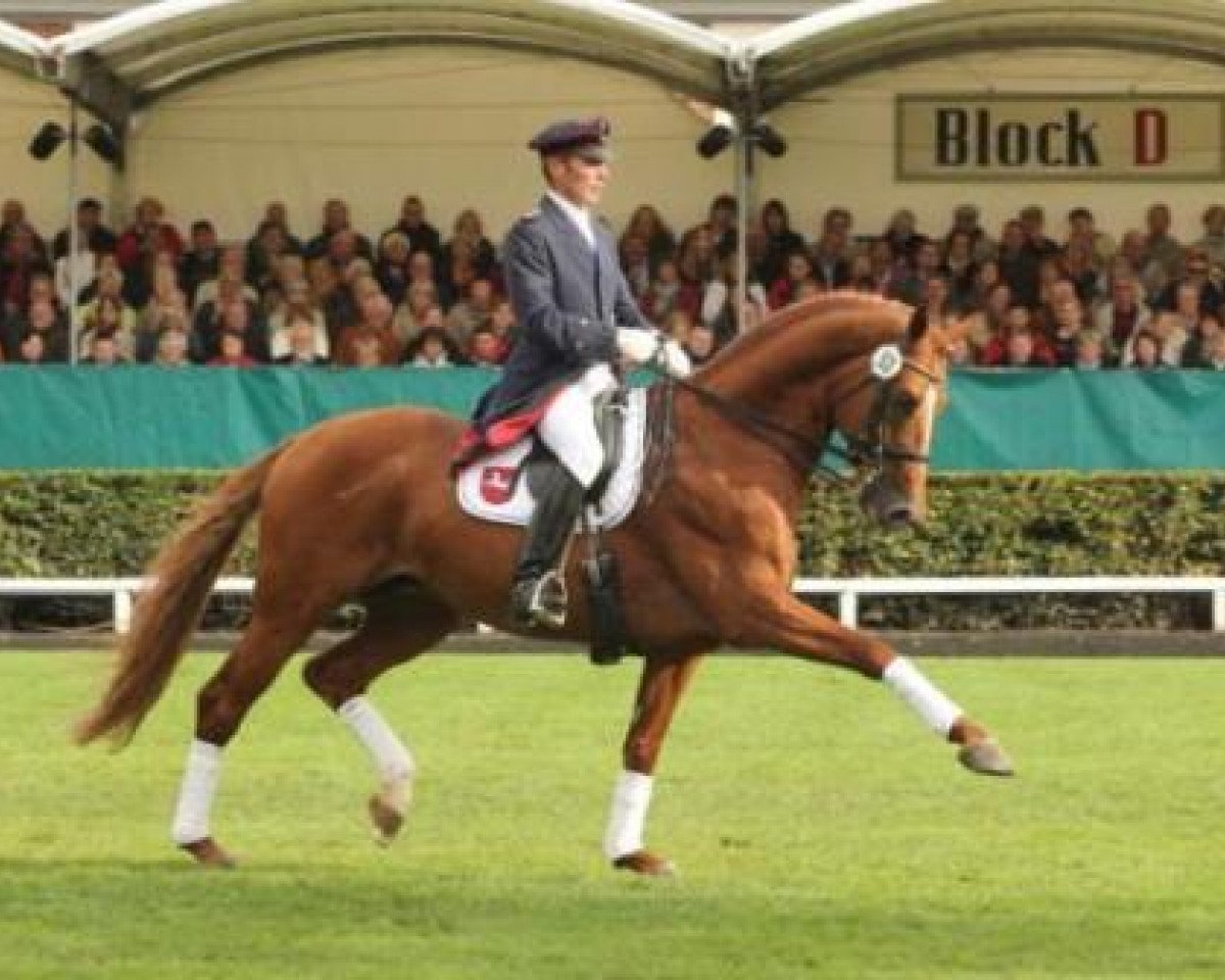 stallion Londontime (Hanoverian, 2002, from Londonderry)