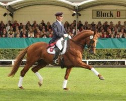 stallion Londontime (Hanoverian, 2002, from Londonderry)