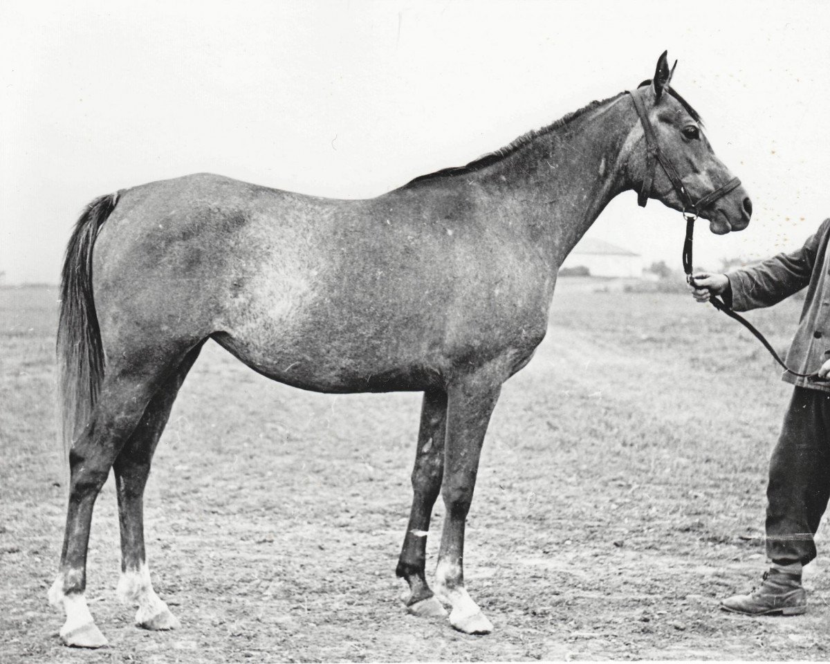 broodmare Pavlina 1961 ox (Arabian purebred, 1961, from Nil 1954 EAO)