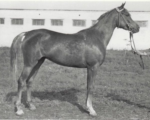 broodmare Parcha 1968 ox (Arabian purebred, 1968, from Aswan 1958 EAO)