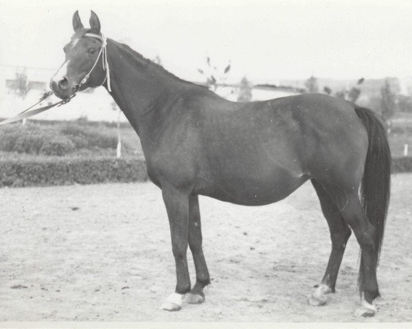 broodmare Madia 1965 ox (Arabian purebred, 1965, from Arax 1952 ox)