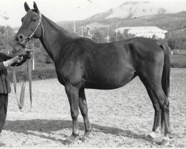 Zuchtstute Kasatka ox (Vollblutaraber, 1967, von Sport 1957 ox)