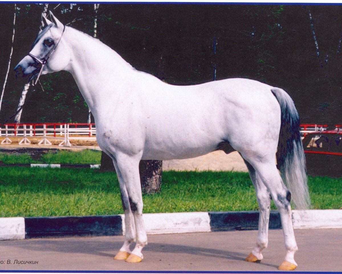 stallion Karat 1993 ox (Arabian purebred, 1993, from Aromat 1981 ox)