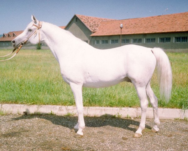 stallion Aromat 1981 ox (Arabian purebred, 1981, from Mascat 1976 ox)