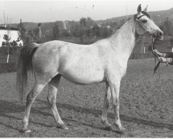 broodmare Nepriadwa 1964 ox (Arabian purebred, 1964, from Pomeranets 1952 ox)