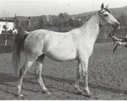 broodmare Nepriadwa 1964 ox (Arabian purebred, 1964, from Pomeranets 1952 ox)