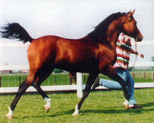 stallion Karnaval 1987 ox (Arabian purebred, 1987, from Naftalin 1977 ox)