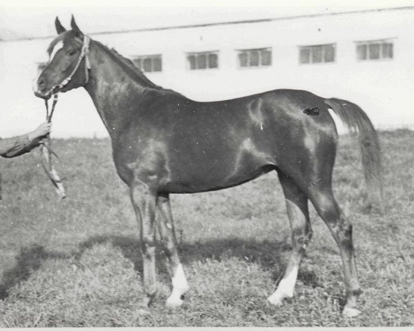 broodmare Nevolnitza ox (Arabian purebred, 1968, from Aswan 1958 EAO)
