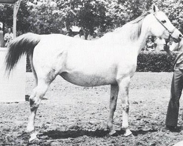broodmare Nasturcia 1970 ox (Arabian purebred, 1970, from Aswan 1958 EAO)