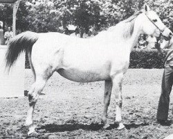 broodmare Nasturcia 1970 ox (Arabian purebred, 1970, from Aswan 1958 EAO)