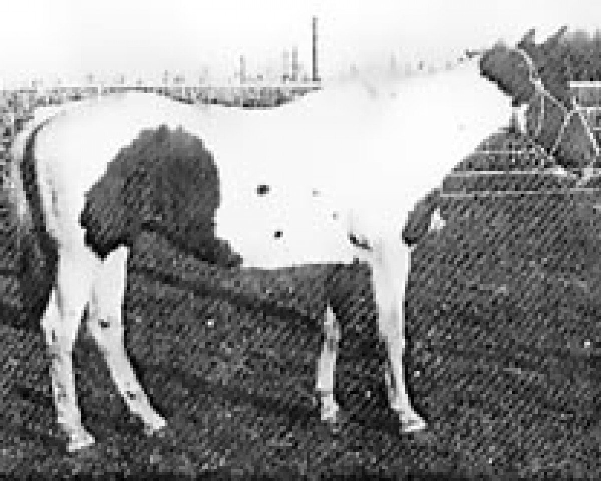broodmare Babette (Paint Horse, 1944, from Painted Joe)