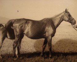 broodmare Parfumeria 1945 ox (Arabian purebred, 1945, from Piolun 1934 ox)