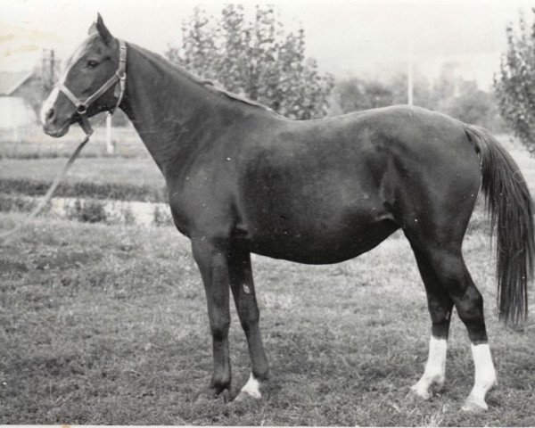 broodmare Pika 1962 ox (Arabian purebred, 1962, from Knippel 1954 ox)