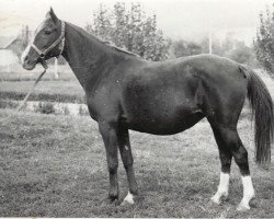 broodmare Pika 1962 ox (Arabian purebred, 1962, from Knippel 1954 ox)