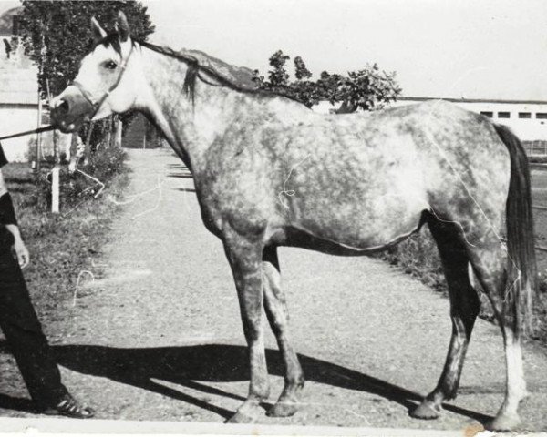 broodmare Patriotka ox (Arabian purebred, 1972, from Aswan 1958 EAO)