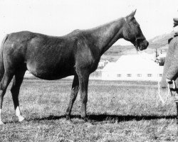 broodmare Krucica ox (Arabian purebred, 1929, from Farys II ox)