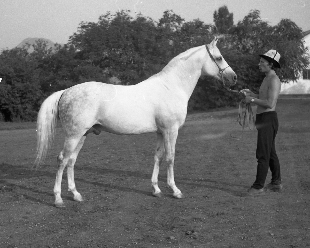 Deckhengst Moment 1969 ox (Vollblutaraber, 1969, von Salon 1959 ox)