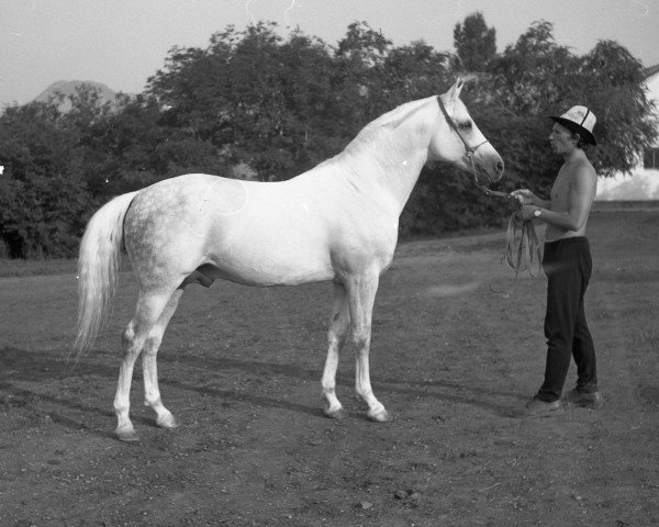 stallion Moment 1969 ox (Arabian purebred, 1969, from Salon 1959 ox)