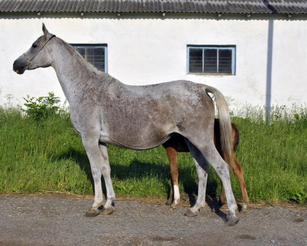 broodmare Nagruzka 1995 ox (Arabian purebred, 1995, from Gusar 1984 ox)