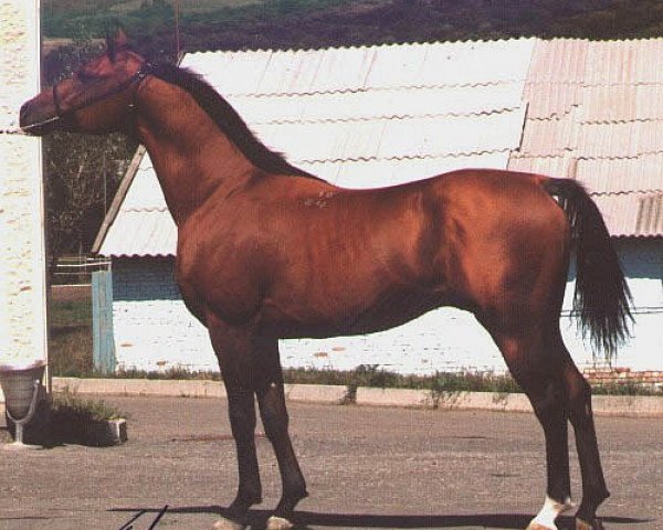 stallion Gusar 1984 ox (Arabian purebred, 1984, from Menes 1977 ox)