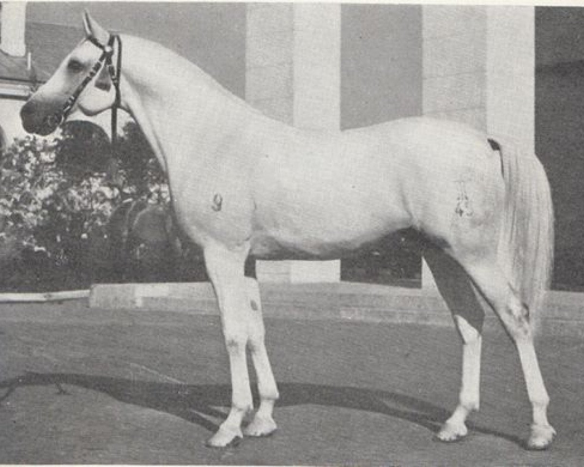 stallion Negatiw 1945 ox (Arabian purebred, 1945, from Naseem 1922 ox)