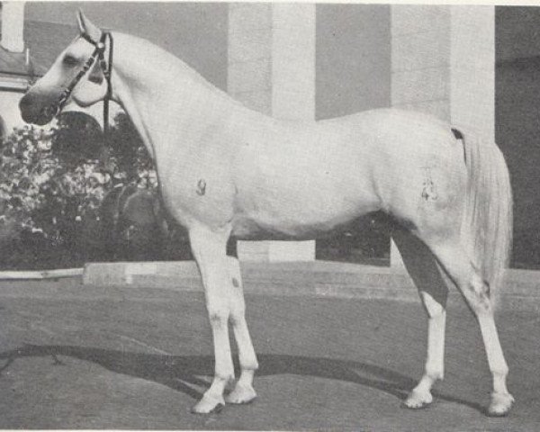 Deckhengst Negatiw 1945 ox (Vollblutaraber, 1945, von Naseem 1922 ox)