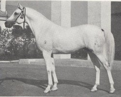 stallion Negatiw 1945 ox (Arabian purebred, 1945, from Naseem 1922 ox)
