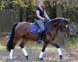 dressage horse Promise Charly Brown (German Riding Pony, 2009, from FS Champion de Luxe)
