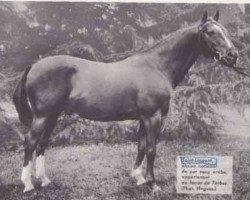 stallion Saint Laurent 1948 ox (Arabian purebred, 1948, from Baroud II 1927 ox)