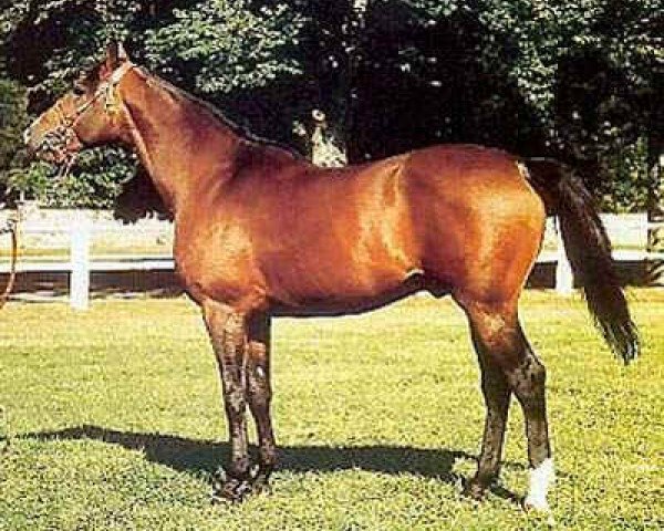 stallion Dormane 1984 ox (Arabian purebred, 1984, from Manganate 1972 ox)