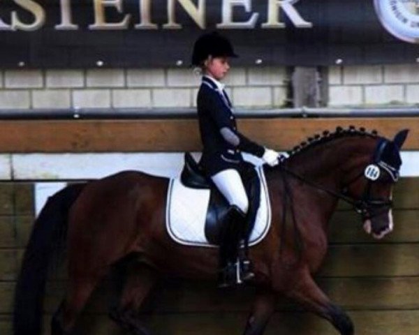 dressage horse Hollister (German Riding Pony, 2005, from Heartbreaker)