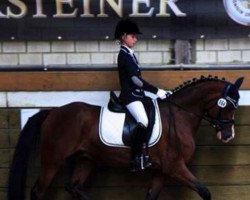 dressage horse Hollister (German Riding Pony, 2005, from Heartbreaker)