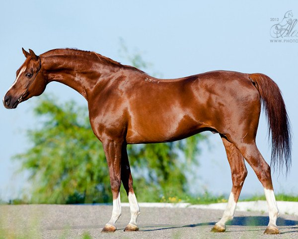 stallion Nonius 2001 ox (Arabian purebred, 2001, from Nougatin 1994 ox)