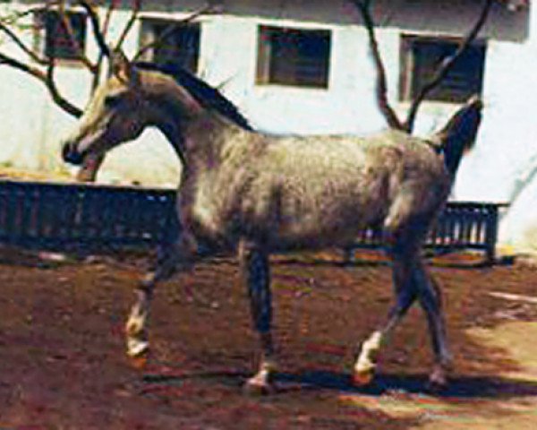 broodmare Karinka 1974 ox (Arabian purebred, 1974, from Aswan 1958 EAO)