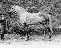 stallion Prizrak 1970 ox (Arabian purebred, 1970, from Kankan 1954 ox)